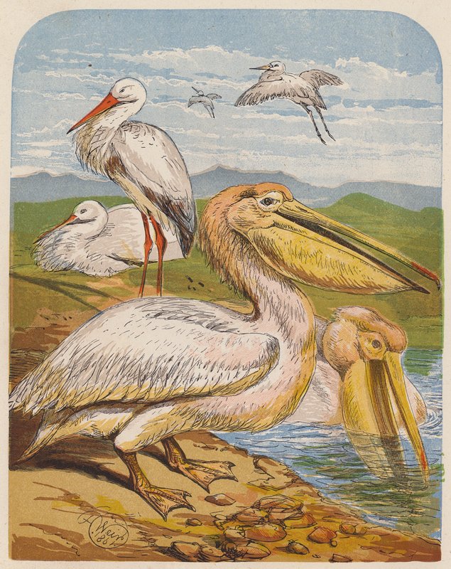Storks and pelicans by English School