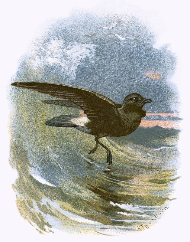 Storm Petrel by English School