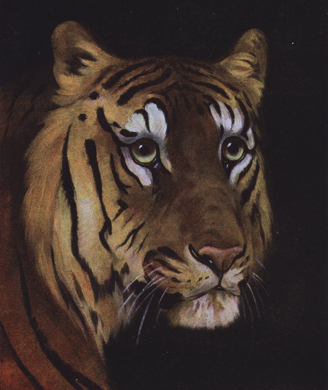 Study of a tiger