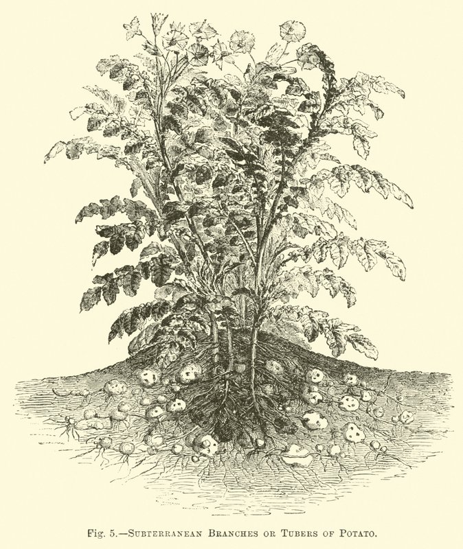 Subterranean Branches or Tubers of Potato by English School