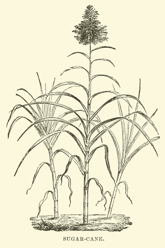 Sugar-cane by English School