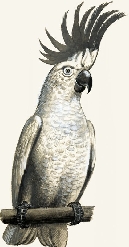 Sulphur-Crested Cockatoo by English School