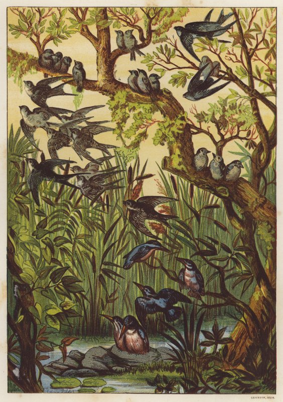 Summer evening with birds by English School