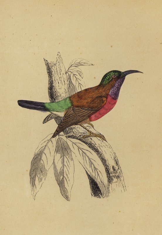 Sun Bird by English School