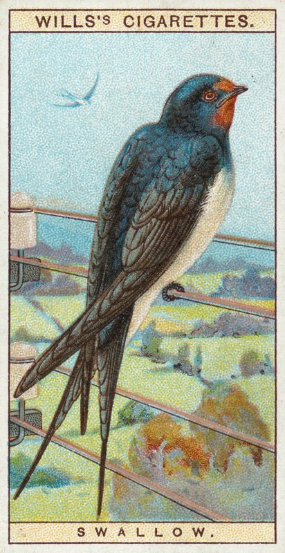 Swallow by English School