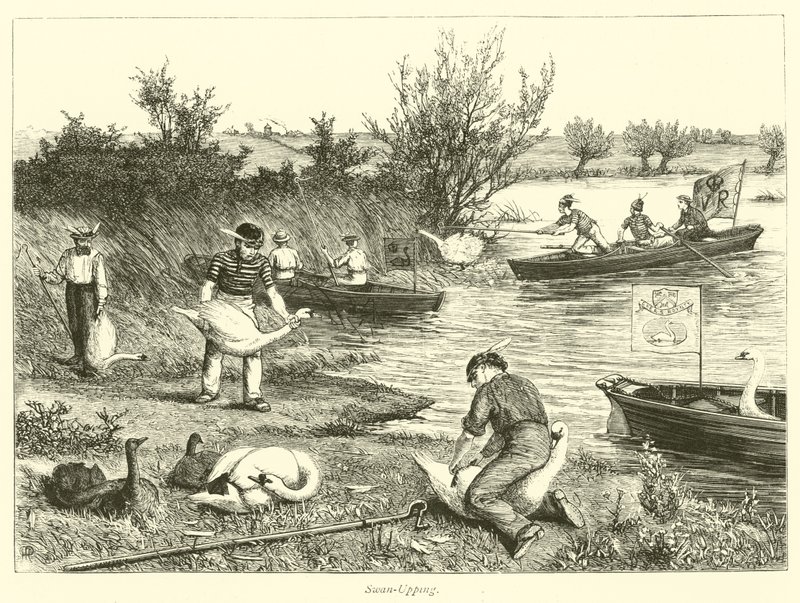 Swan-Upping by English School