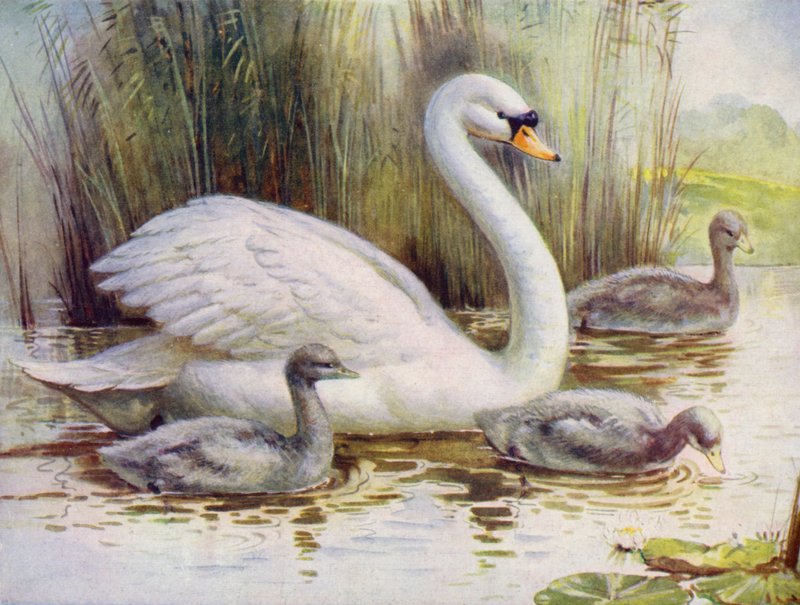 Swan and Cygnets by English School
