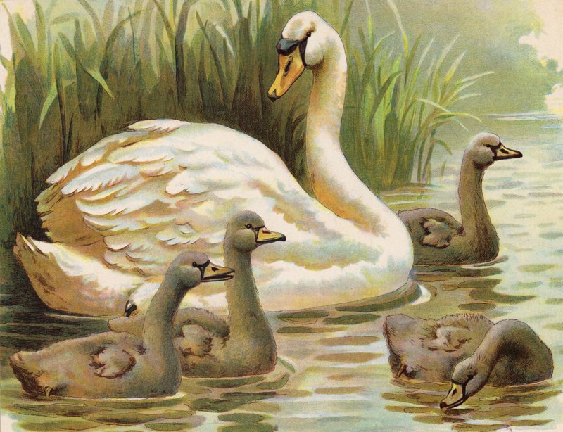 Swan and Cygnets by English School