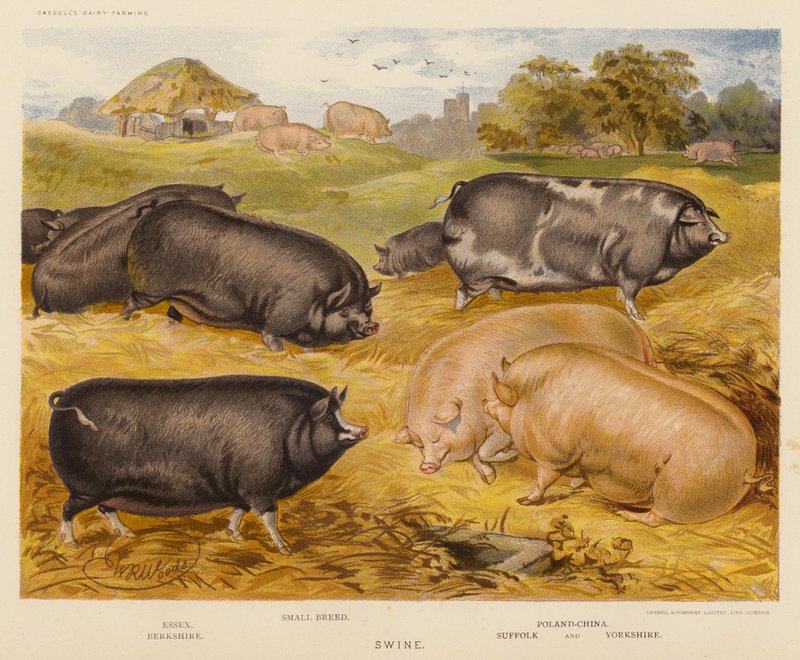 Swine by English School