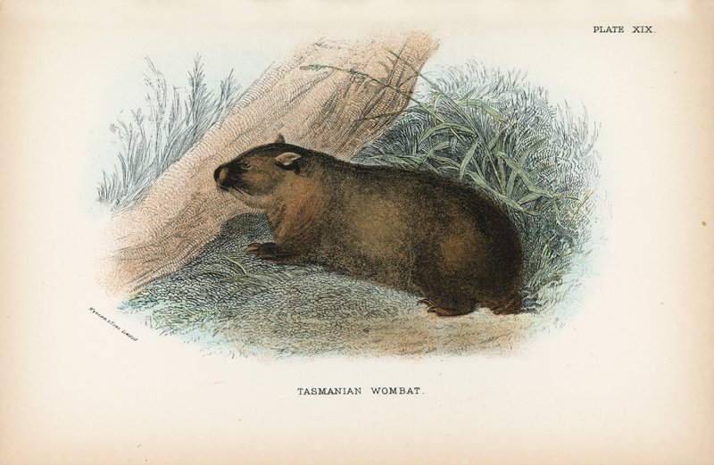 Tasmanian Wombat by English School