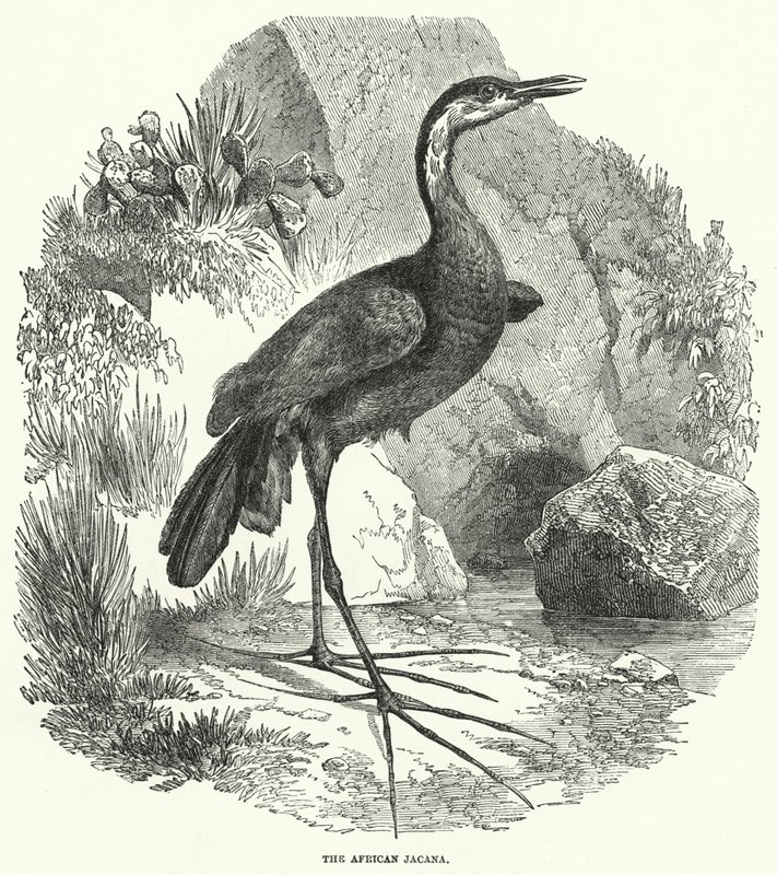 The African Jacana by English School