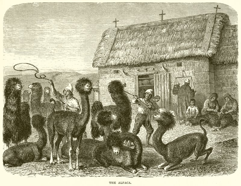 The Alpaca by English School