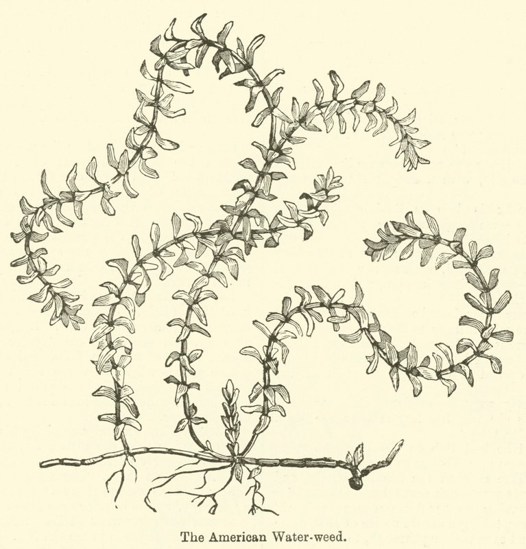 The American Water-Weed by English School