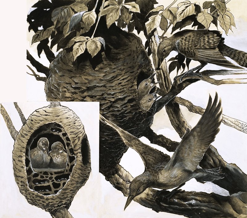 The Ant and the Woodpecker by English School