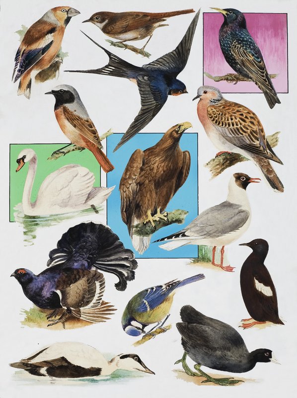 The Birds of Britain by English School