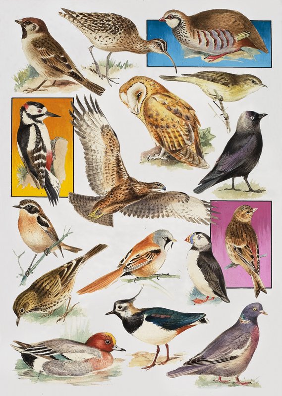 The Birds of Britain by English School