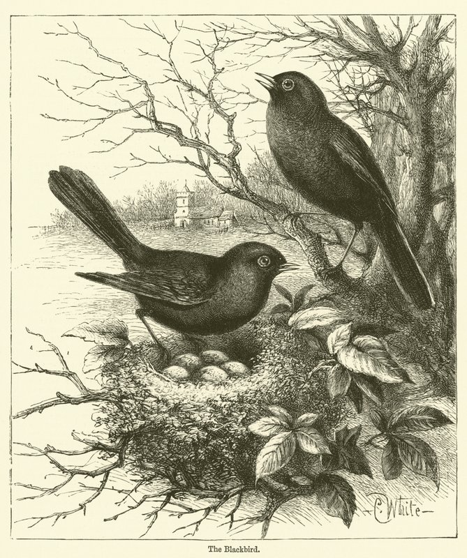 The Blackbird by English School