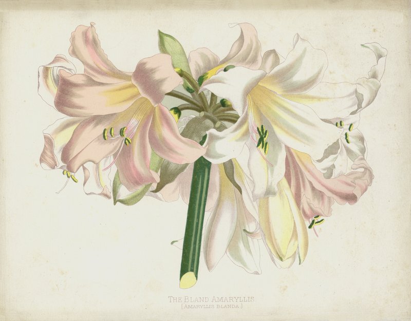 The Bland Amaryllis by English School