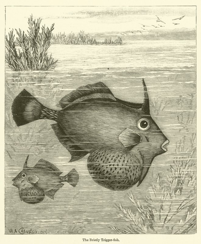 The Bristly Trigger-fish by English School