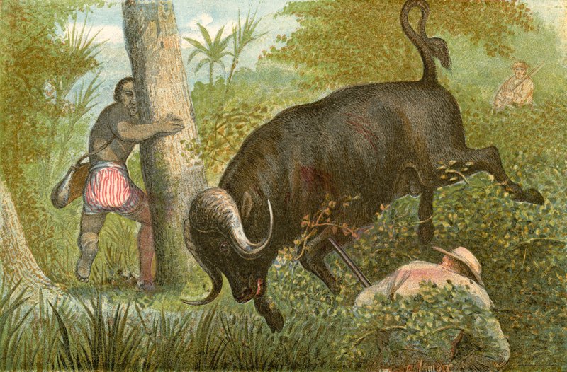 The Buffalo - 
