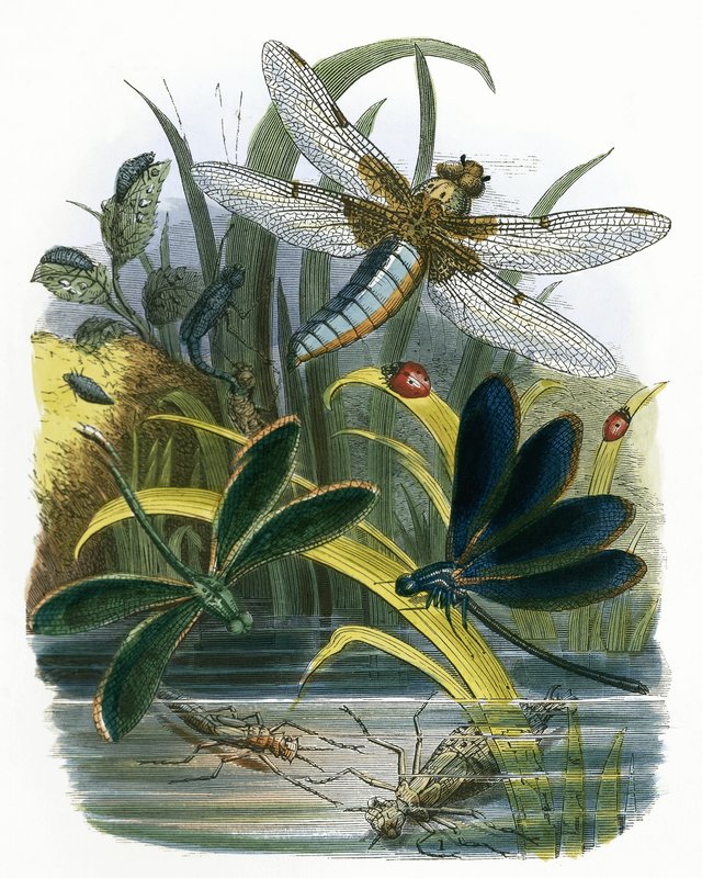 The Butterfly Vivarium by English School