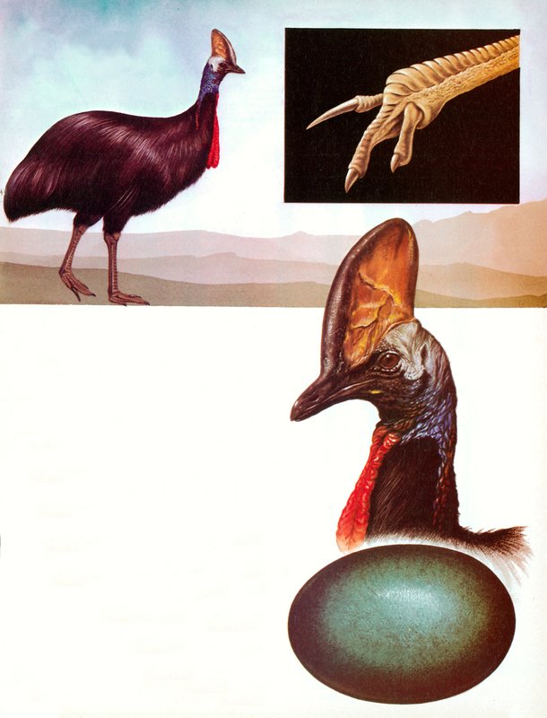 The Cassowary by English School