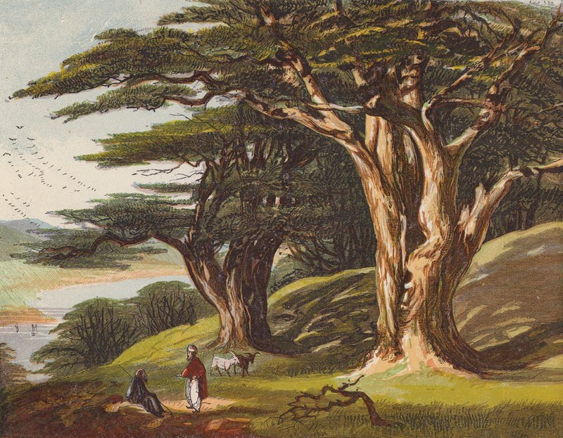 The Cedars of Lebanon by English School