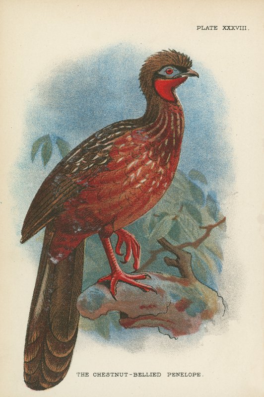 The Chestnut-Bellied Penelope by English School