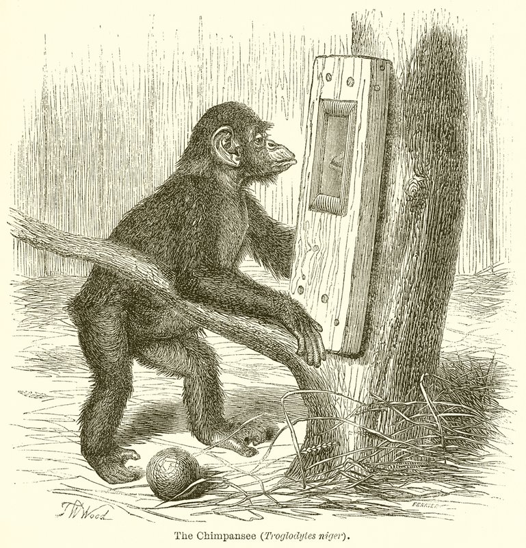 The Chimpanzee (Troglodytes Niger) by English School