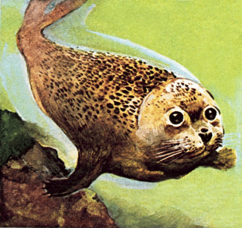 The Common Seal by English School