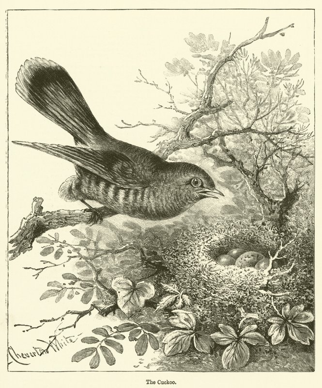 The Cuckoo by English School