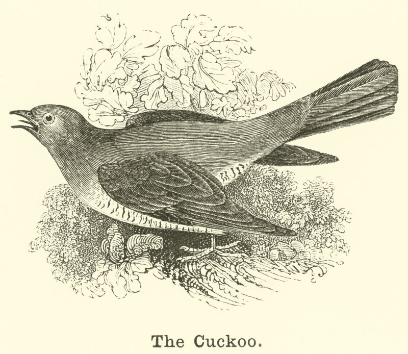 The Cuckoo by English School