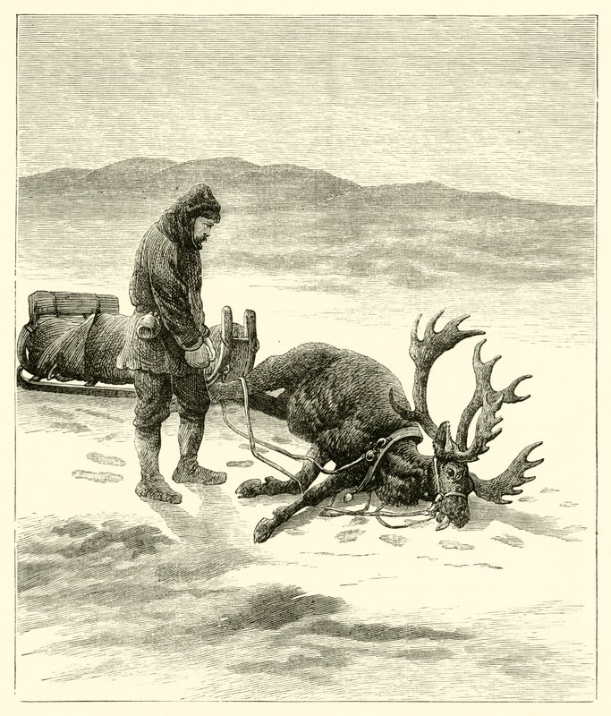 The Dead Reindeer by English School