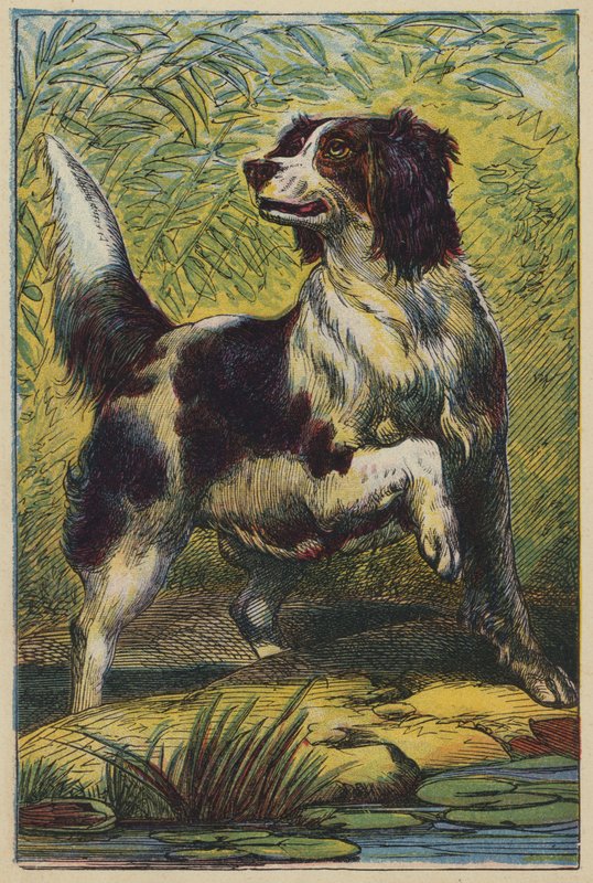 The Dog by English School