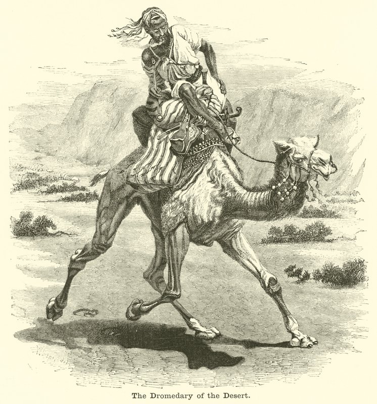 The Dromedary of the Desert by English School