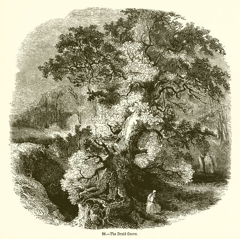 The Druid Grove by English School