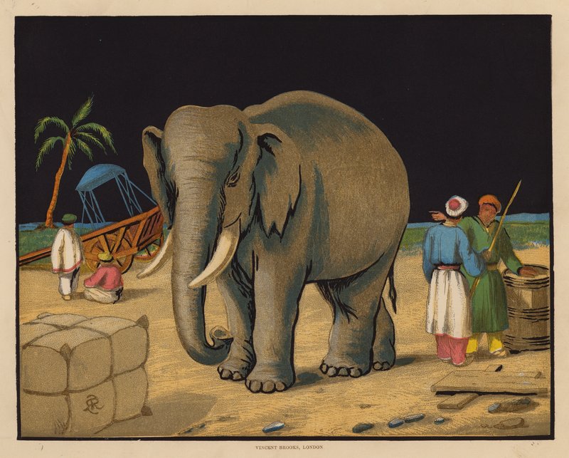 The Elephant by English School