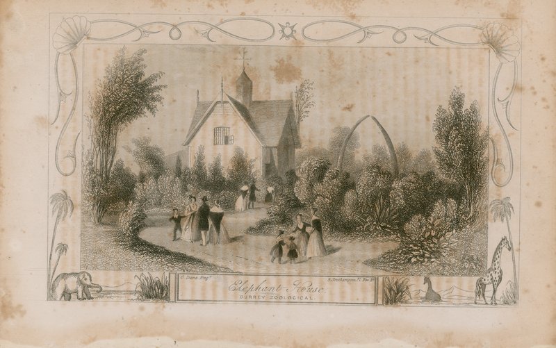 The Elephant House by English School