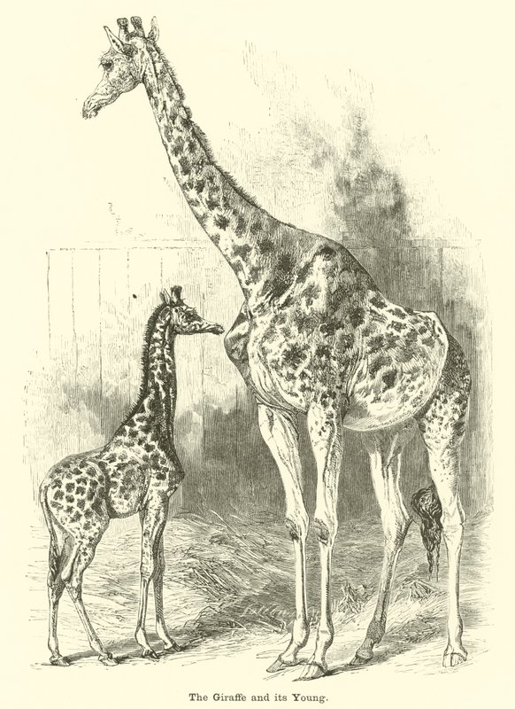 The Giraffe and Its Young by English School