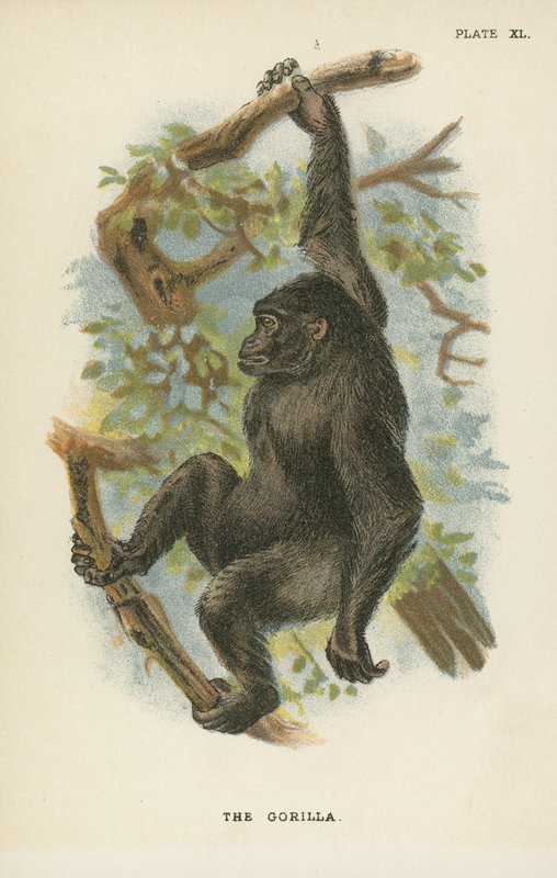 The Gorilla by English School