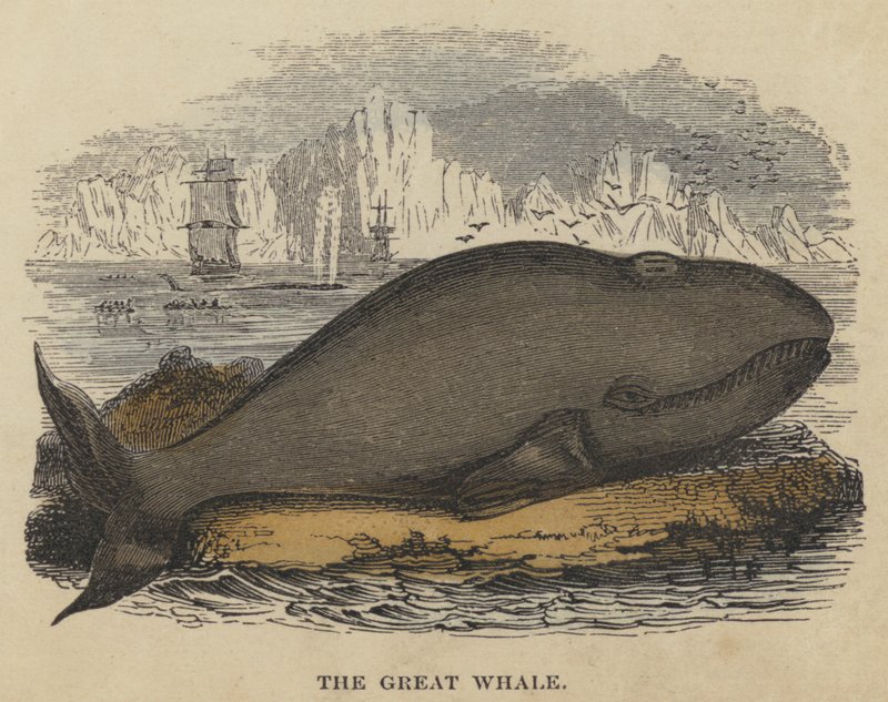 The Great Whale by English School