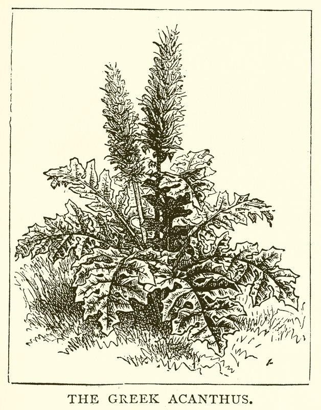 The Greek Acanthus by English School