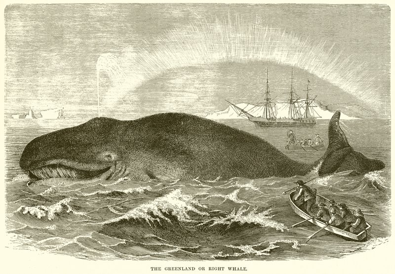 The Greenland or Right Whale by English School