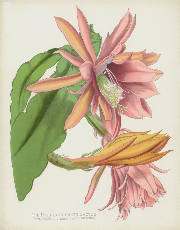 The Hybrid Crenate Cactus by English School