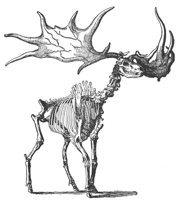 The Irish Elk (Megaceros Hibernicus) by English School