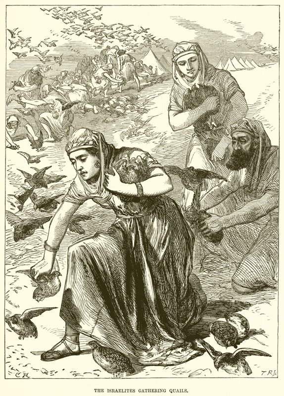 The Israelites Gathering Quails by English School