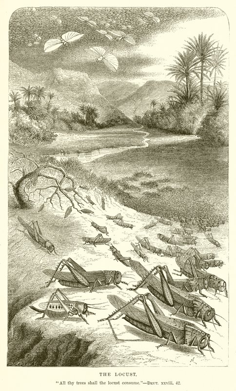 The Locust by English School