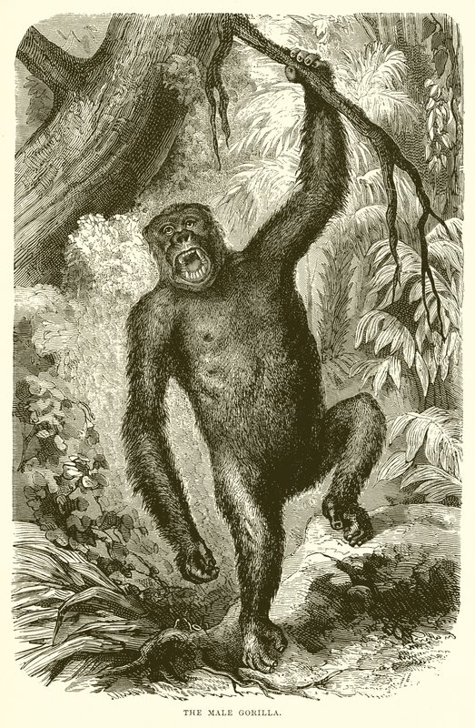 The Male Gorilla by English School