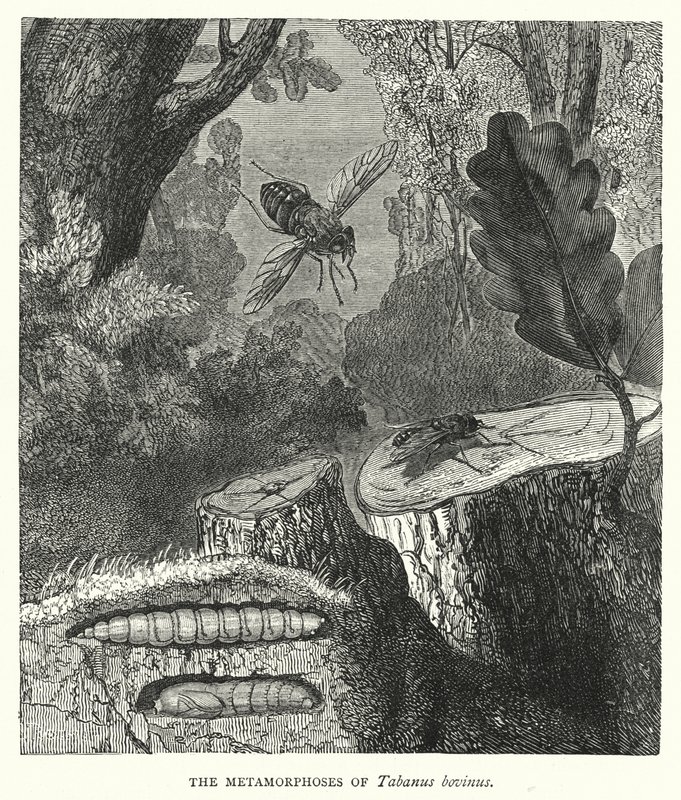 The Metamorphoses of Tabanus bovinus by English School