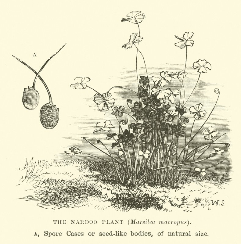 The Nardoo Plant, Marsilea Macropus by English School